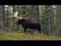 CRAZY CLOSE!! TWO MONSTER CANADIAN BULL MOOSE IN YOUR FACE!!!!!
