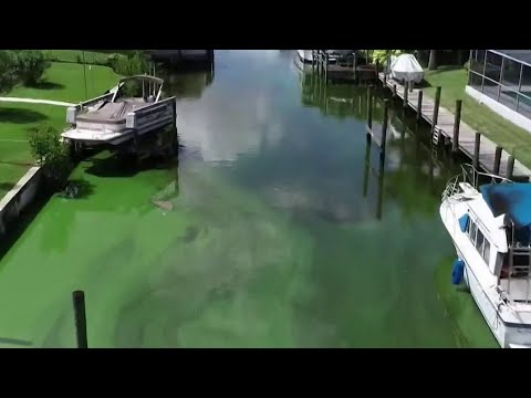 Red Tide Blue Green Algae Main Topic Of Discussion In Florida Election 