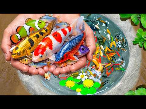 Amazing Catch Colorful Aquariums In Small Pond, Nemo Fish, Glass Fish, Turtle, Ranchu, Koi, Clams
