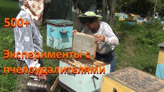 видео: 500+ Экспериментируем с пчелоудалителями. картинка: 500+ Экспериментируем с пчелоудалителями.