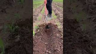tools for weeding plants #shorts