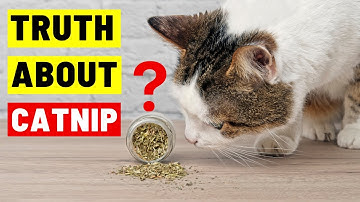 ONWEERSTAANBAAR of RISICOVOL? Wat KATTENKRUID ECHT met je kat doet!