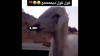 صخلة وصاحبها يموت ضحك ههههه // نضوري