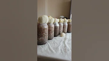 Собираем урожай ежовика гребенчатого/lions mane. Zverev Mushroom Empire