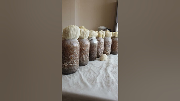 Собираем урожай ежовика гребенчатого/lions mane. Zverev Mushroom Empire