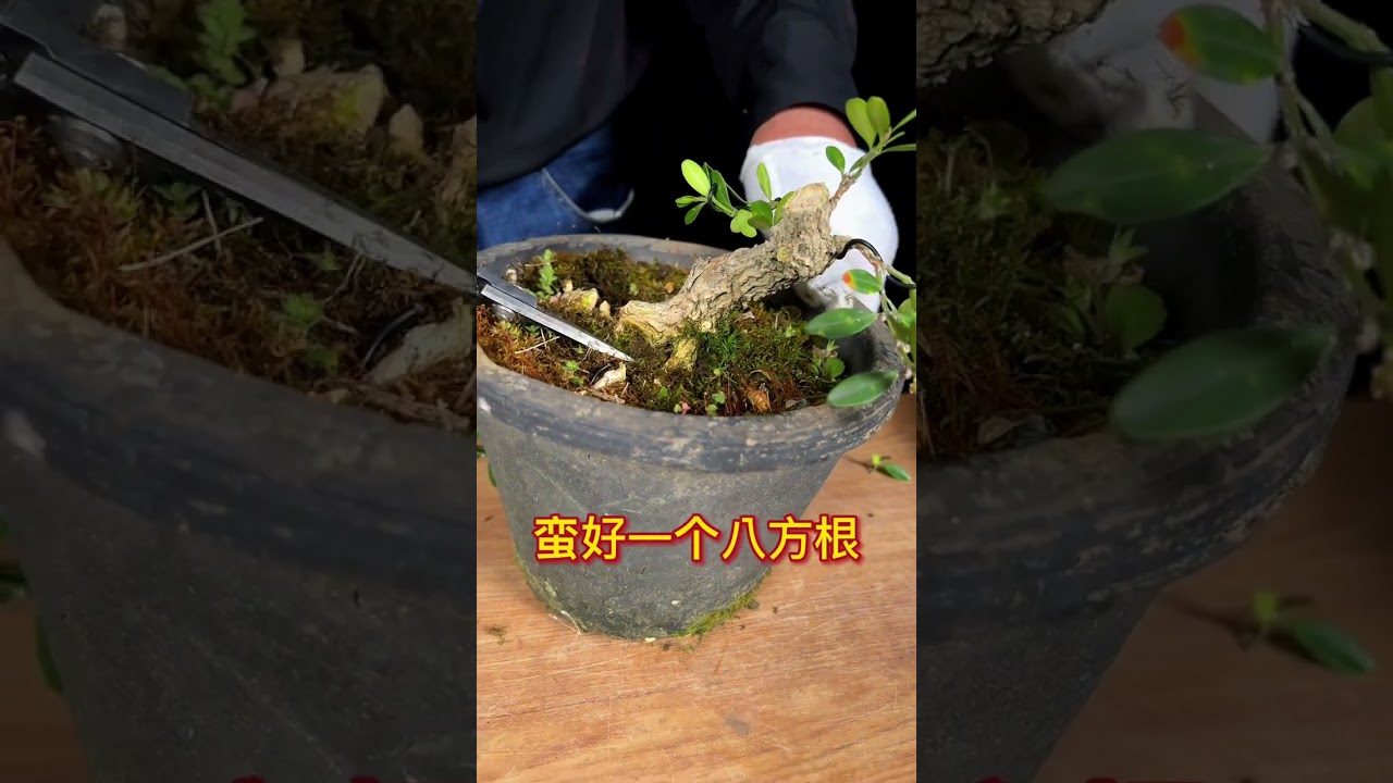 如何把一根黄杨小苗变成一颗盆景？盆景创作的规则是什么？#盆景 #盆景制作 #盆景艺术