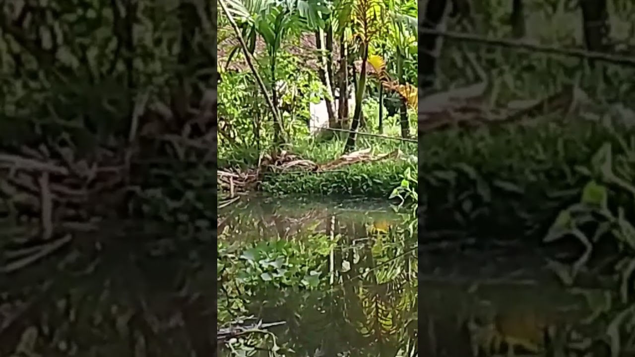 kolam pemancingan Mrincingan 