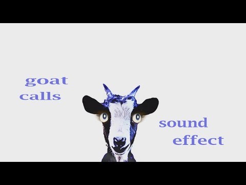 the-animal-sounds:-goat-calls---sound-effect---animation