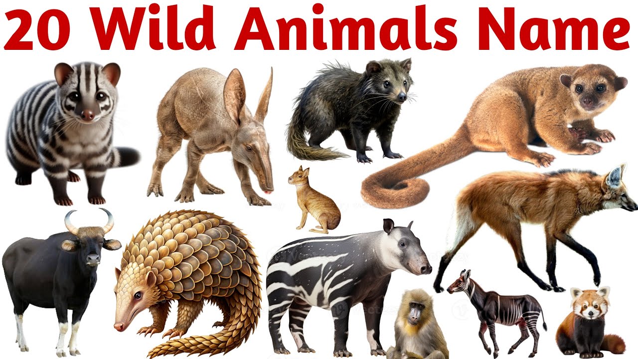20 Wild Animals Name for Kids | Learn Jungle Animals with Pictures ...
