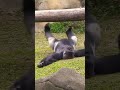 Gorilla Dad Didn’t Expect THIS 😂🔥 Watch the hilarious surprise unfold #gorilla #funny #wildlife