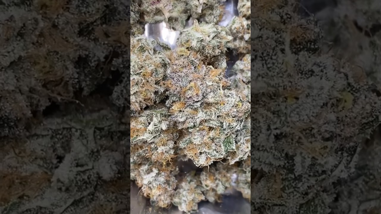 Organic Superboof (mobile Jay cut) aka Blockberry (Tropicana cookies x black cherry punch)