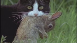 Missy, hunter extraordinaire -- Cat video alert!! by argofilms 681,084 views 9 years ago 6 minutes, 24 seconds