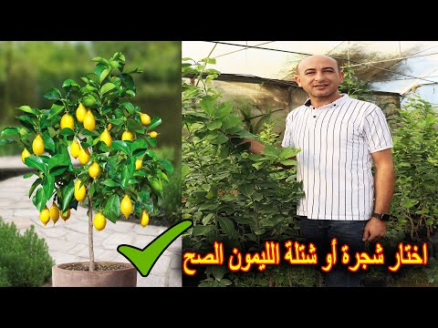 كيف تختار شجرة الليمون الجيدة و المناسبة للزراعة