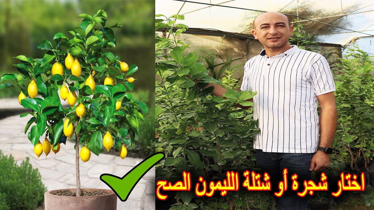 كيف تختار شجرة الليمون الجيدة و المناسبة للزراعة