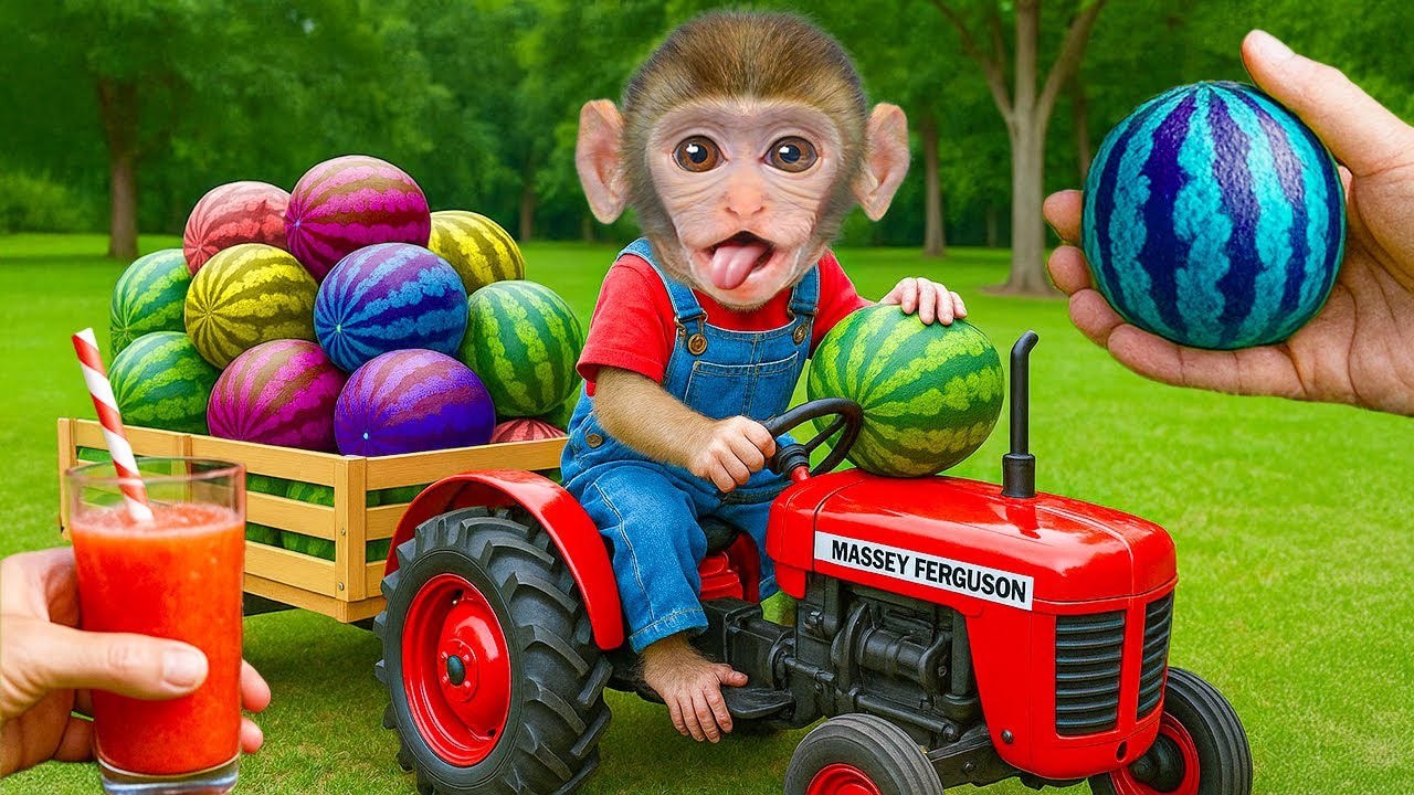 Monkey Coca conduce para cosechar sandías de colores y disfruta de un ...