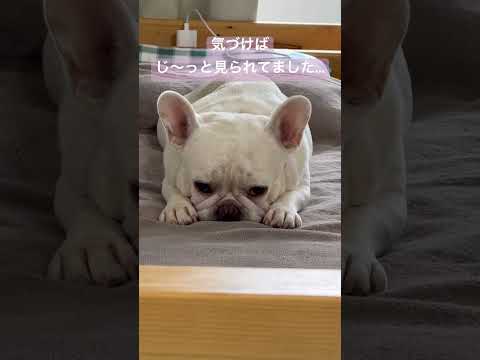 気づけばじ〜っと見られてました...#shorts