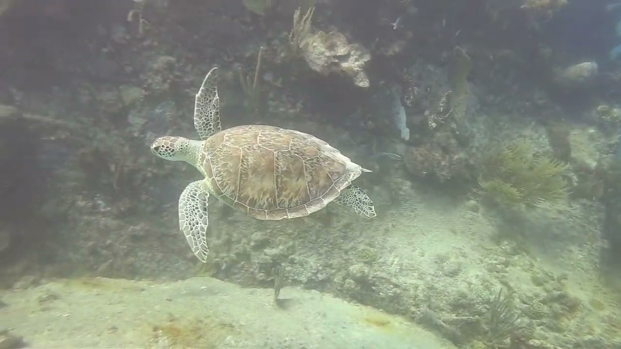 Antigua Dive highlights