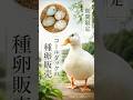 【有精卵】期間限定!コールダック種卵販売スタート @ZOOTIMEch