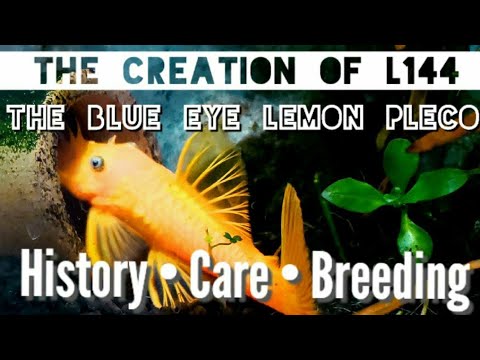 The History of Lemon Plecos, L144 & How They Were Created! AKA: Ancistrus Cirrhosis. Care & Breeding