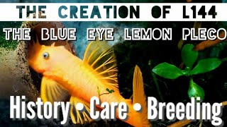 The History of Lemon Plecos, L144 & How They Were Created! AKA: Ancistrus Cirrhosis. Care & Breeding