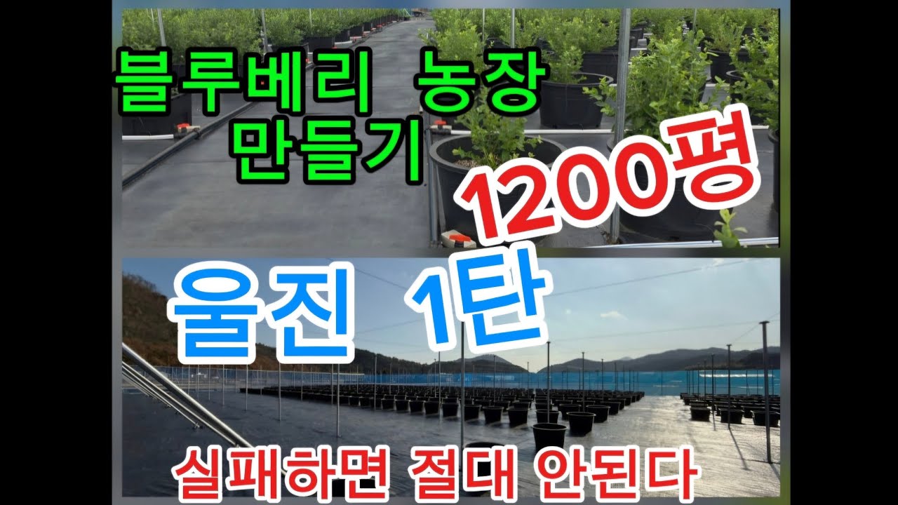 블루베리 농장만들기  1200평 울진 1탄 절대 실패하면 안된다