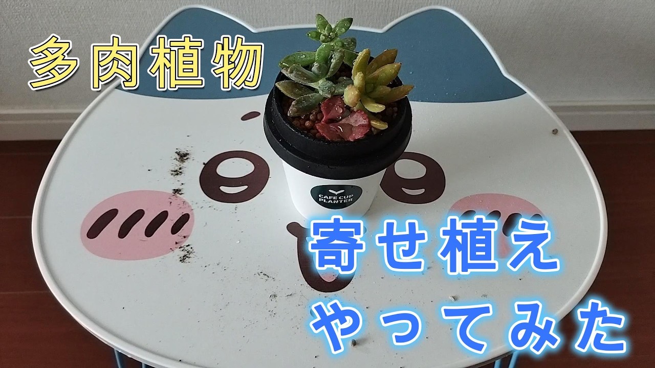 【多肉植物】寄せ植え初めてしてみた🫠#多肉植物 