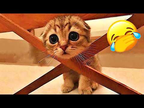 Funniest Pets Moments EVER 🐶😹Try Not To Laugh😜