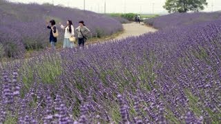 約12800株のラベンダーが見ごろ 菖蒲総合支所