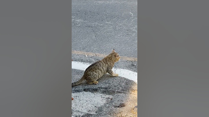 大頭貓過馬路big cat crossing the road#shorts