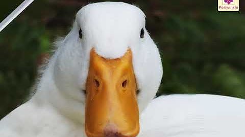 Parts of Birds - Beaks | Environmental Studies Grade 3 | Periwinkle