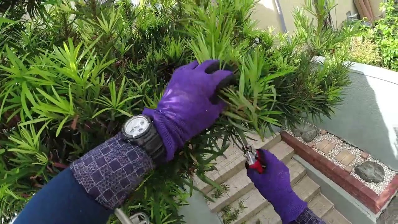 No.221_ イヌマキ　年1回秋期剪定