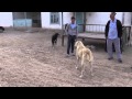 The sudden clash between two Tajik shepherd dogs , interrupted by a little boy