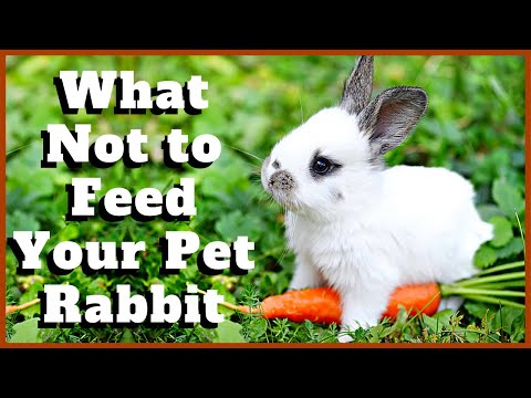 Vídeo: Bad Rabbit Food: O que não alimentar seu coelho