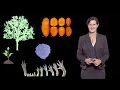 Dominique Bergmann (Stanford U / HHMI) 1: Key issues in plant development