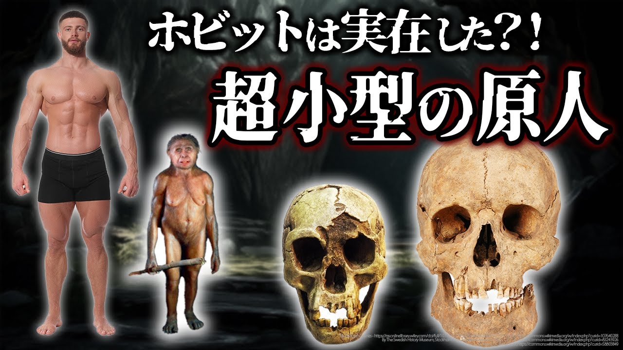【ゆっくり解説】フローレス原人の起源　学者を混乱させたホビットとは？