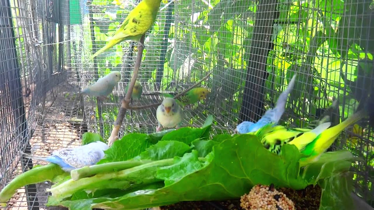 Budgies/Parakeets Eating Cabbage And Lettuce(Волнистых попугаев) YouTube