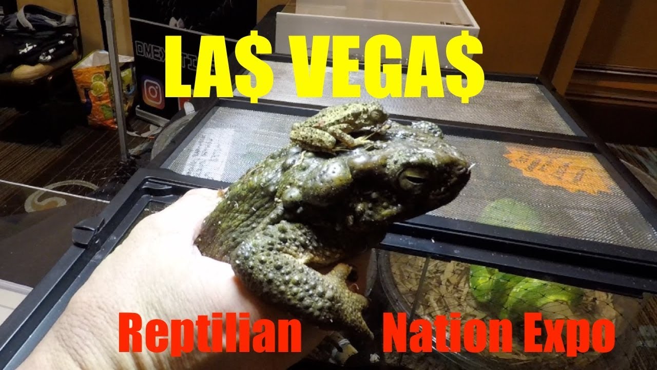 Las Vegas-Reptilian Nation Expo - YouTube