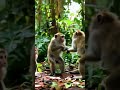 MONKEY PARTY!! #animallovers #monkeyseemonkeydo #junglelife