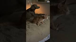 Try Not To Laugh 😂 Funny Cats & Dogs Compilation | 99% Will Fail 🐱🐶