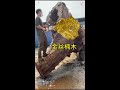 Glowing golden #Root Carving Tea Table #Tea Platform #Coffee Table #Decorative Item #Sanding Wood