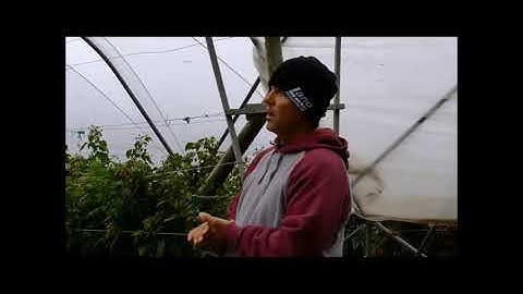 High Tunnel Raspberries Webinar