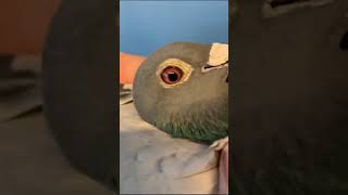 Direct Peter Van De Merwe birds #shorts #shorts