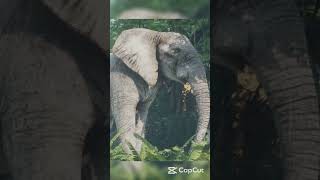 Wissen allgemein  #comedy #wissen #shorts