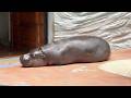 A Unique and Cute Pygmy Hippo Baby! | Ueno Zoological Gardens