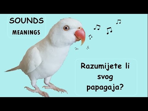 8 Parrot Sounds Meaning | INDIAN RINGNECK 🎵