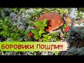 БОРОВИКИ пошли на белых мхах / Белые грибы / Карелия / Сбор грибов