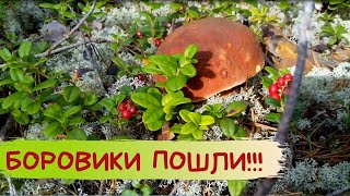 БОРОВИКИ пошли на белых мхах / Белые грибы / Карелия / Сбор грибов