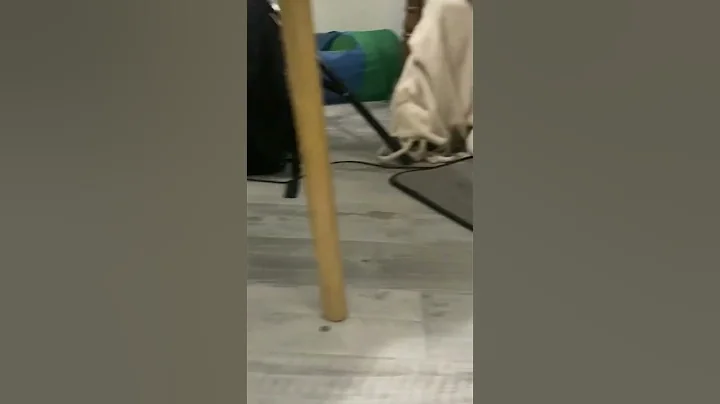 Video 6582091: sphynx cats catlovers, sphynx catlover cute