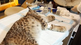 CASTRATION OF A LYNX WITH SURPRISES / Alice and the porcupine