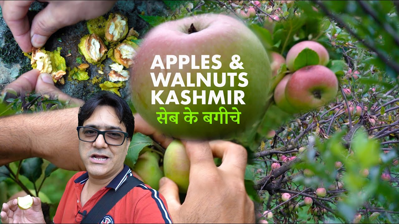 case study on apples from kashmir